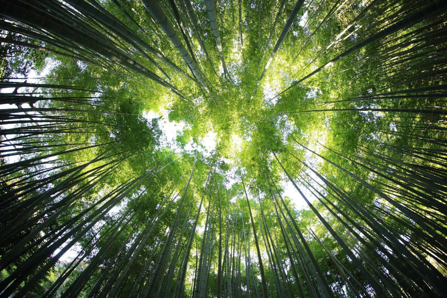 Foto of a green forest
